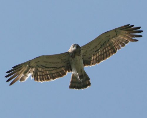 Orlík krátkoprstý (Circaetus gallicus)