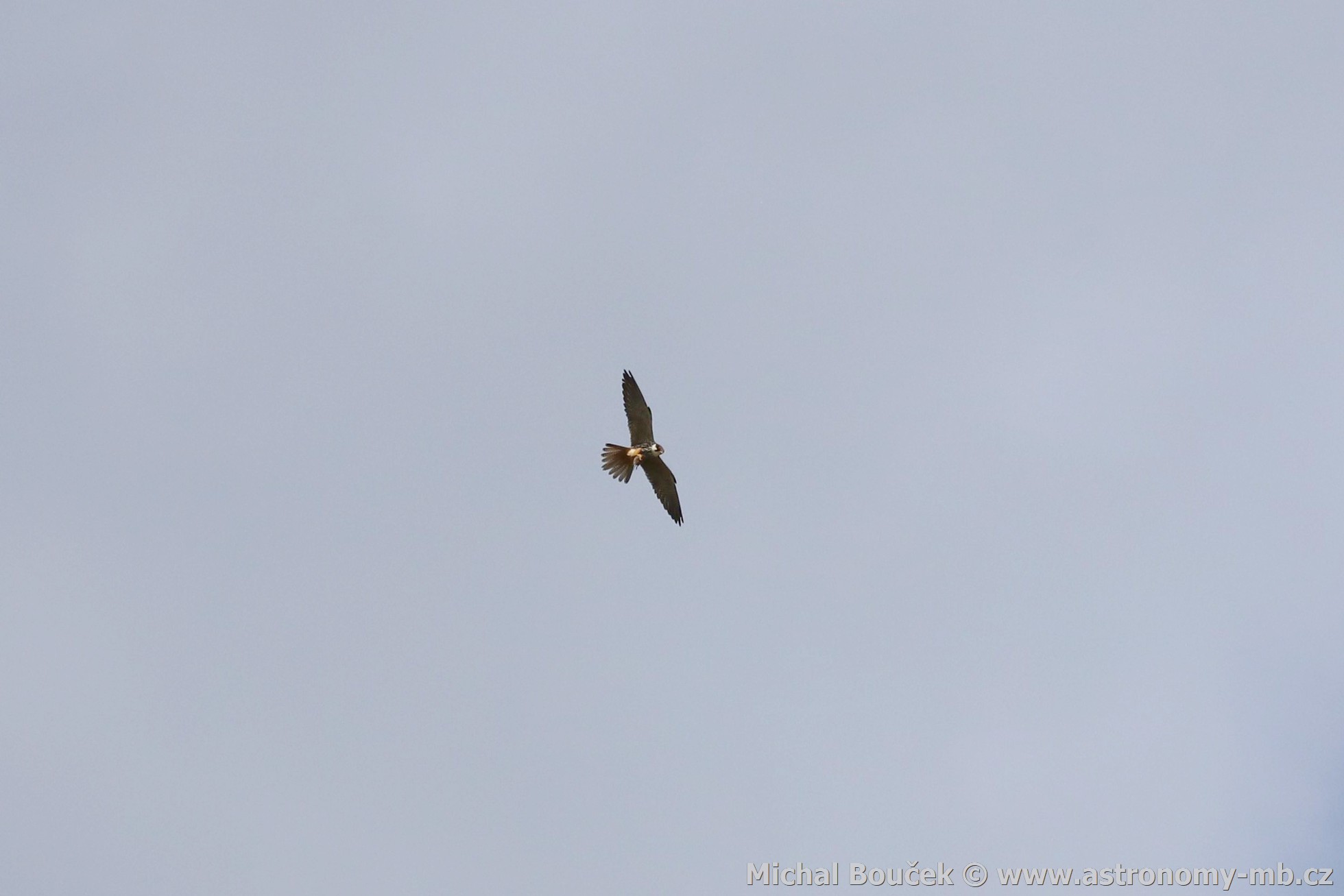 Ostí lesní (Falco subbuteo)