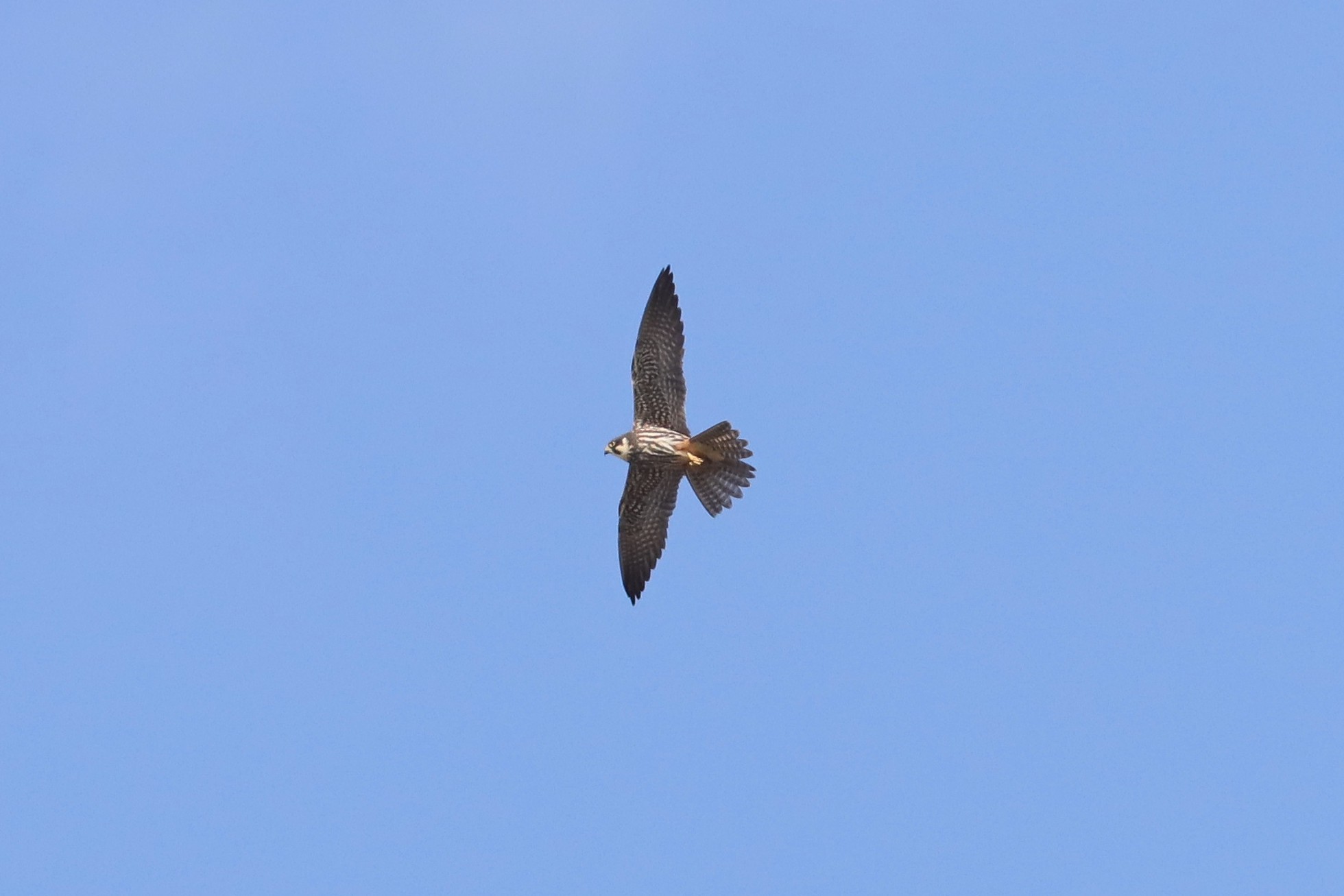 Ostí lesní (Falco subbuteo)