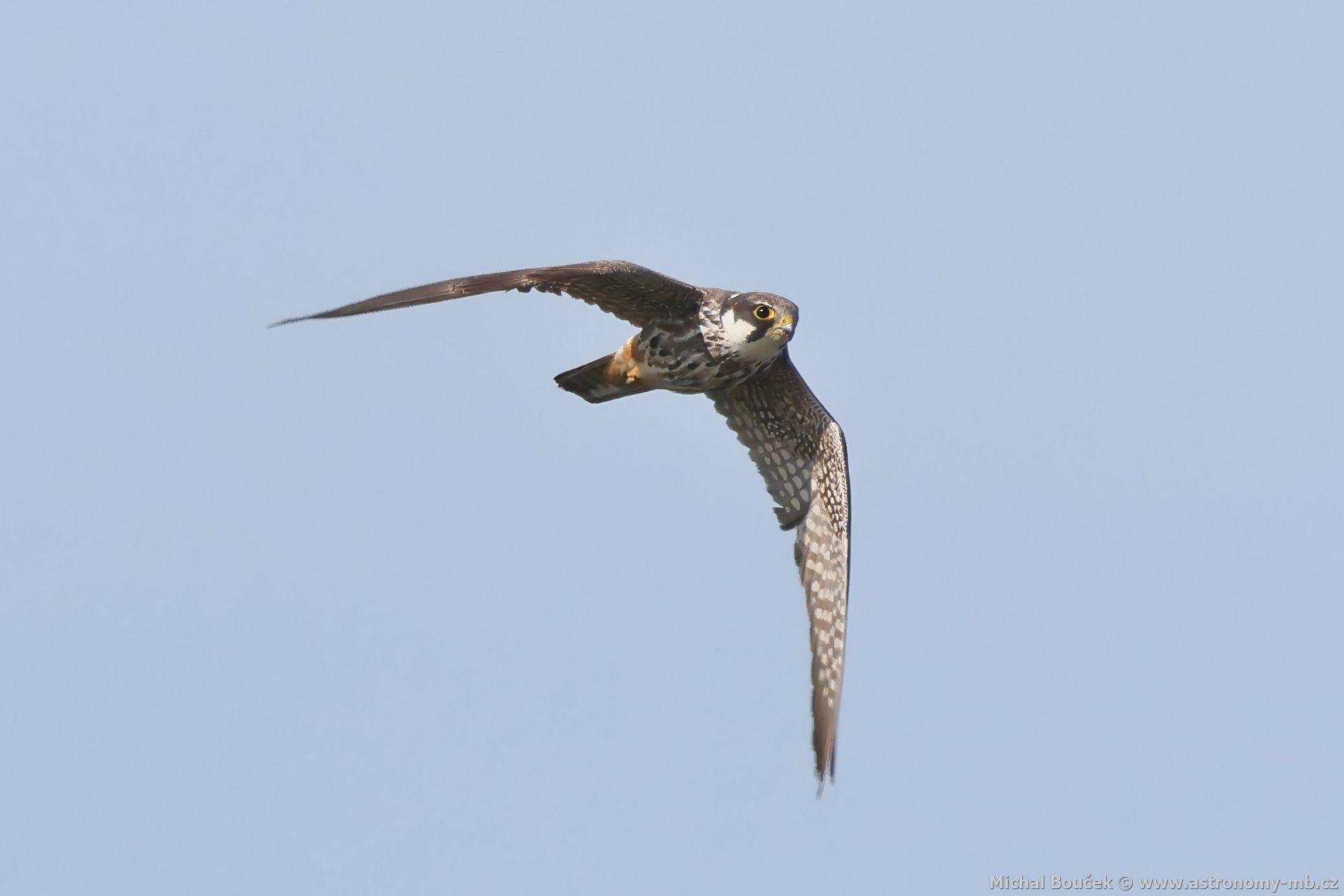 Ostí lesní (Falco subbuteo)