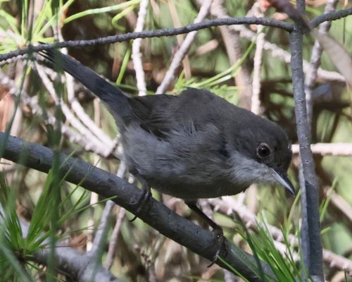 Pnice blohrdlá (Curruca melanocephala)