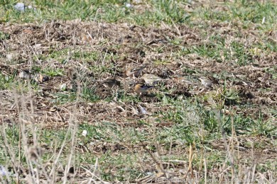 P�nkava jikavec (Fringilla montifringilla)