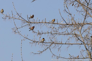 P�nkava jikavec (Fringilla montifringilla)
