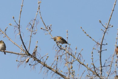 P�nkava jikavec (Fringilla montifringilla)