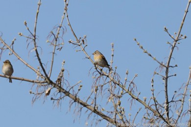 P�nkava jikavec (Fringilla montifringilla)