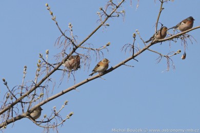 P�nkava jikavec (Fringilla montifringilla)
