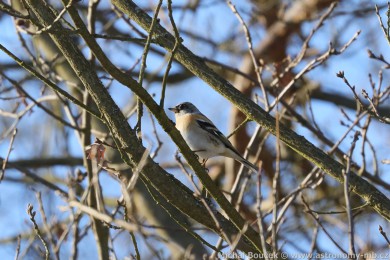 P�nkava jikavec (Fringilla montifringilla)