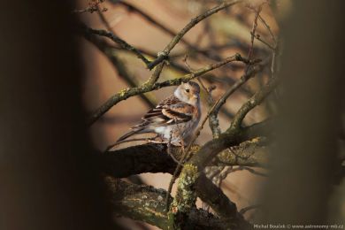 P�nkava jikavec (Fringilla montifringilla)