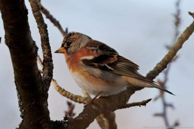 P�nkava jikavec (Fringilla montifringilla)