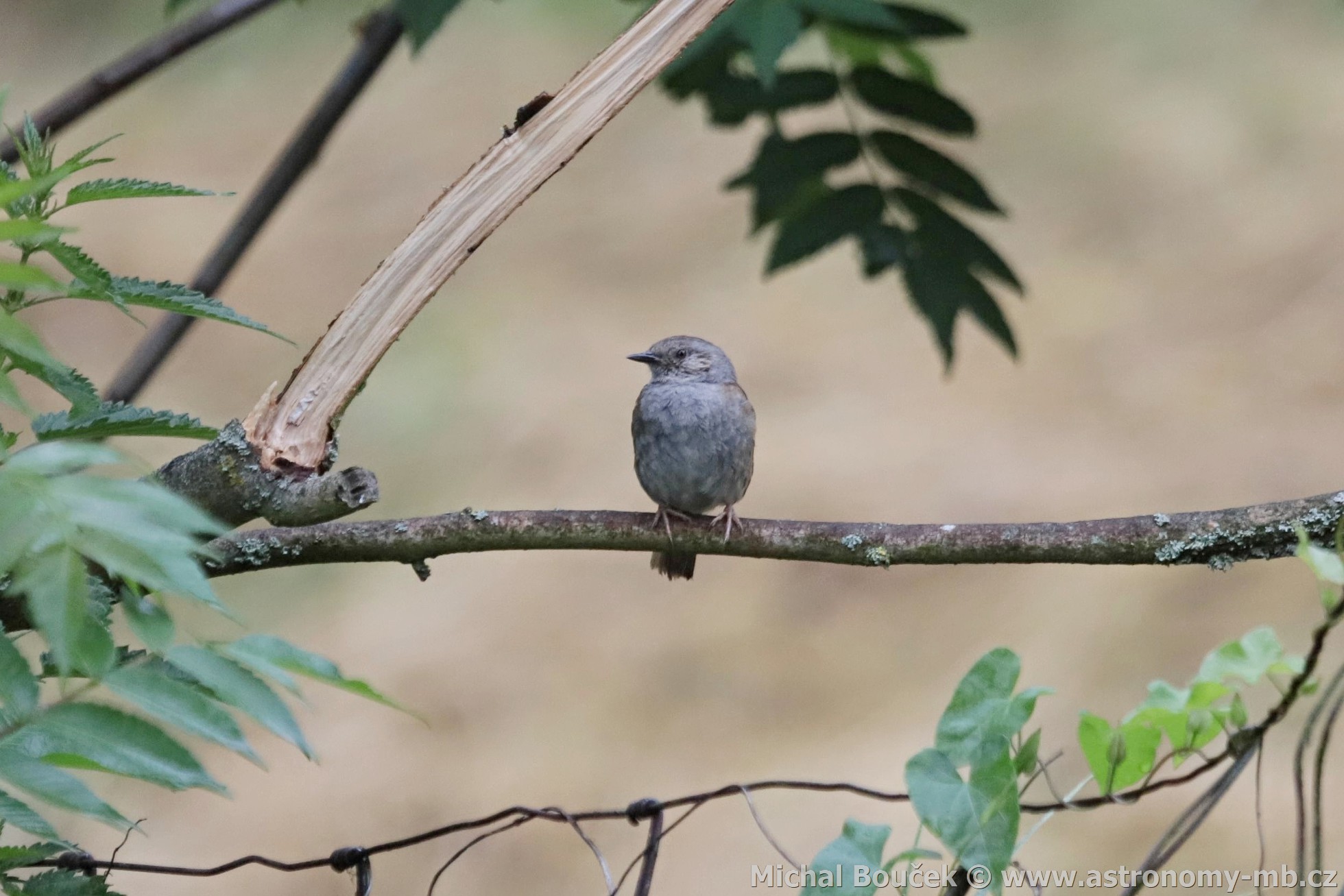 Pėvuška modrá (Prunella modularis) Pėvuška modrá (Prunella modularis)