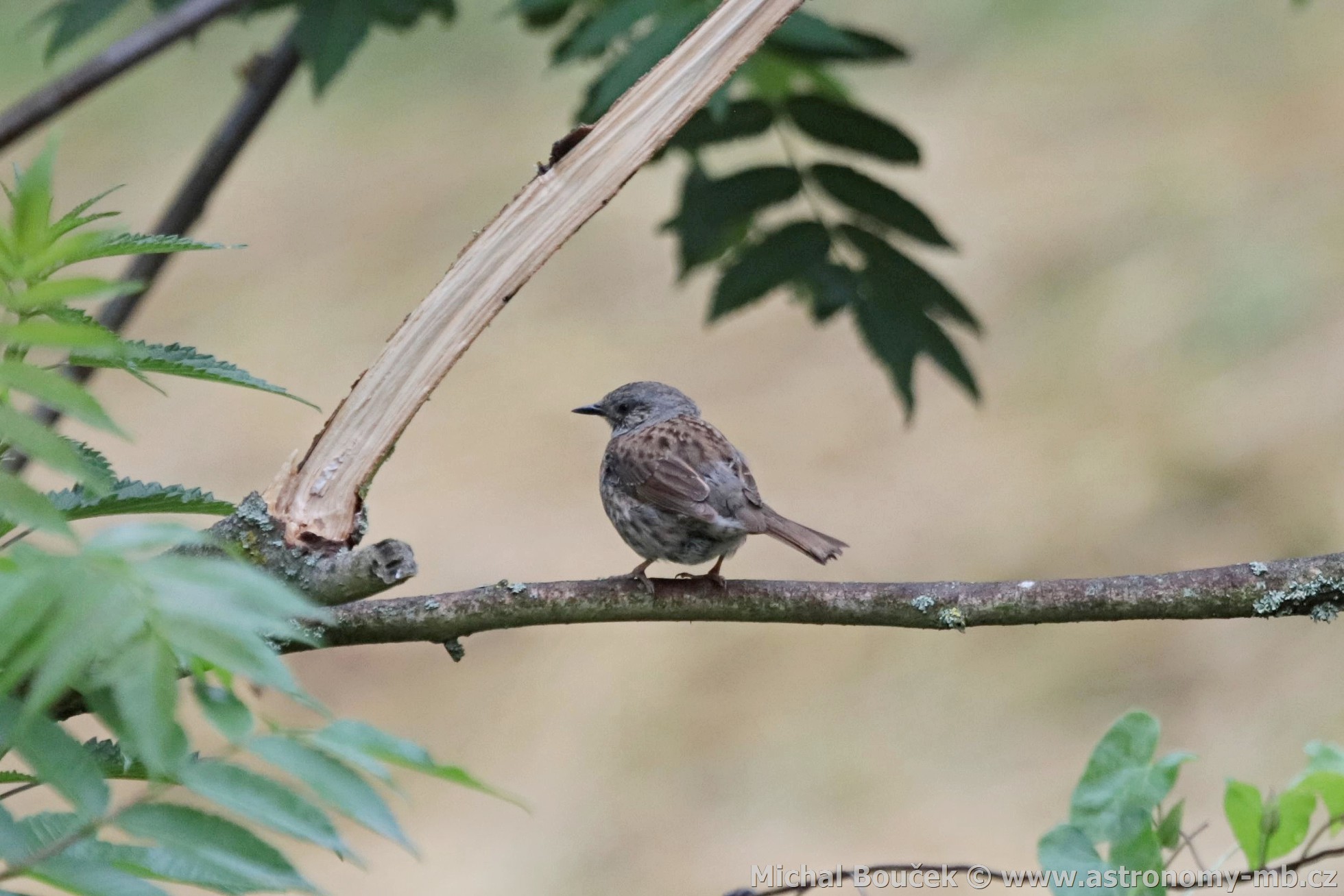 Pėvuška modrá (Prunella modularis) Pėvuška modrá (Prunella modularis)