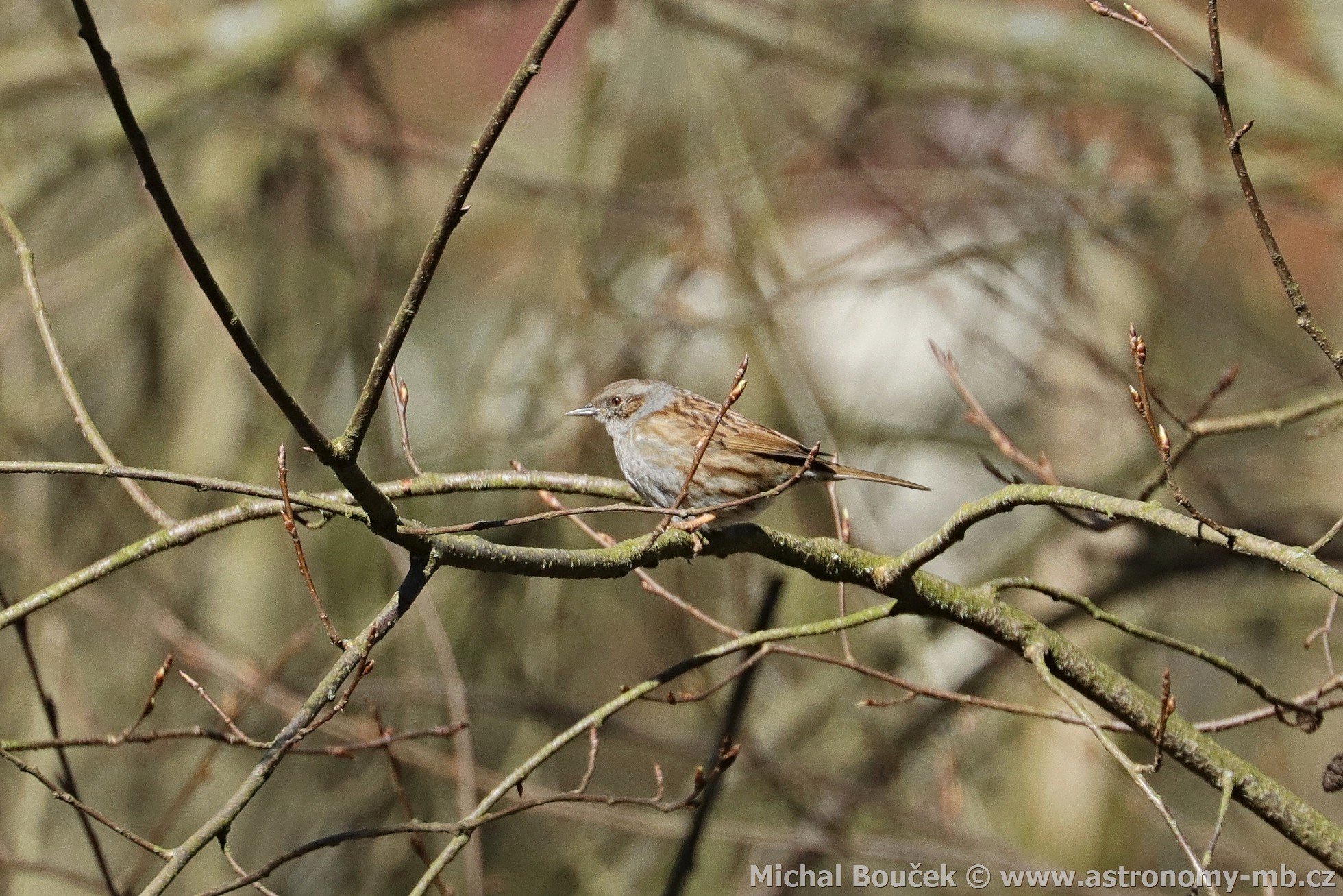 Pėvuška modrá (Prunella modularis) Pėvuška modrá (Prunella modularis)