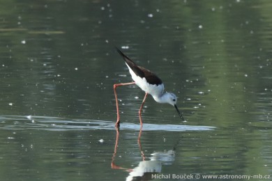 Pisila �&aacute;ponoh&aacute; (Himantopus himantopus)