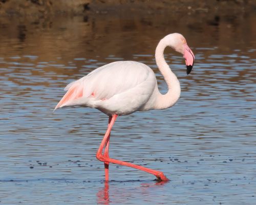 Plameák rový (Phoenicopterus roseus)