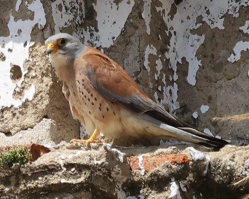 Poštolka jiní (Falco naumanni)