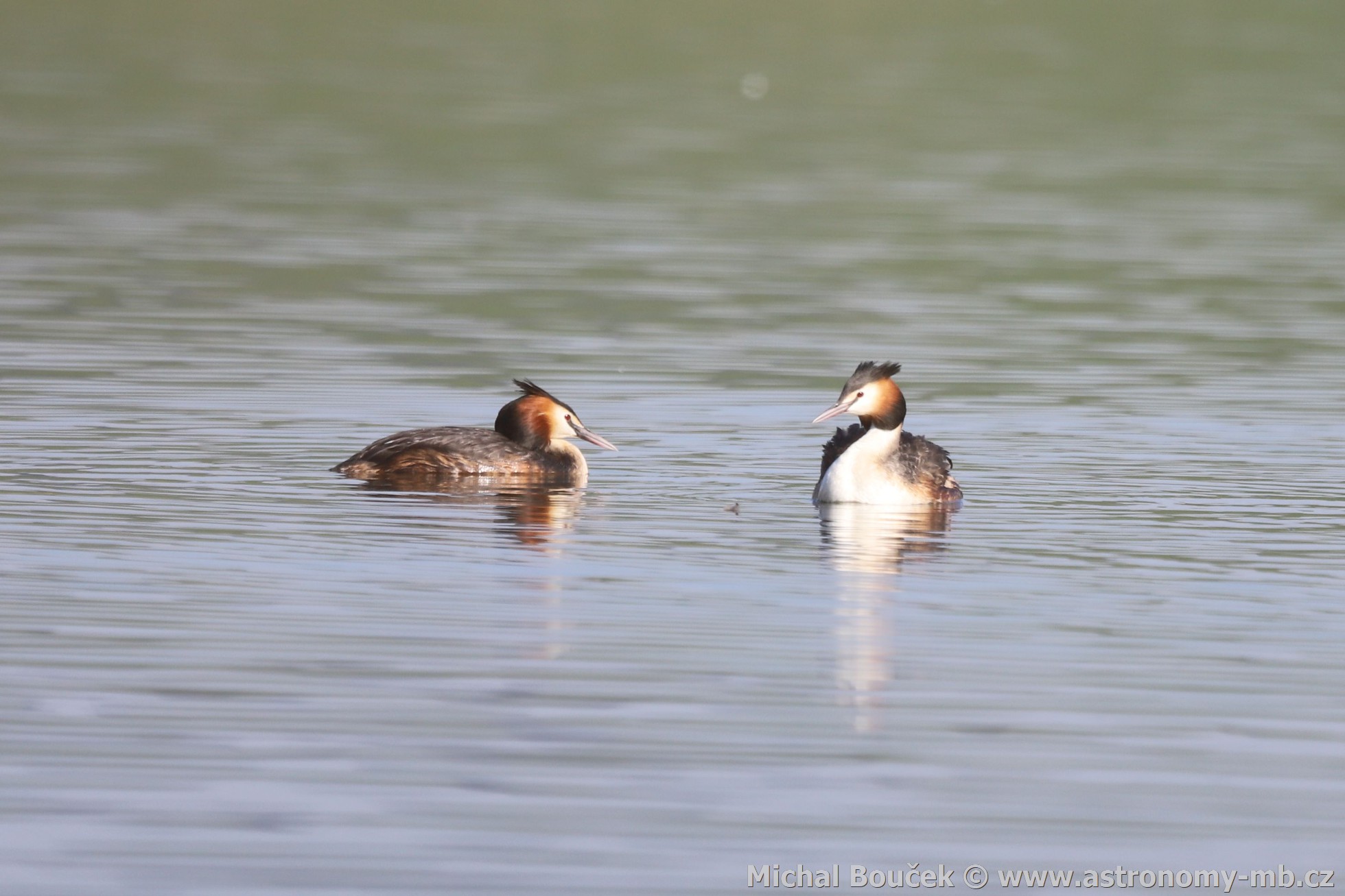 Potápka roháč (Podiceps cristatus) Potápka roháč (Podiceps cristatus)
