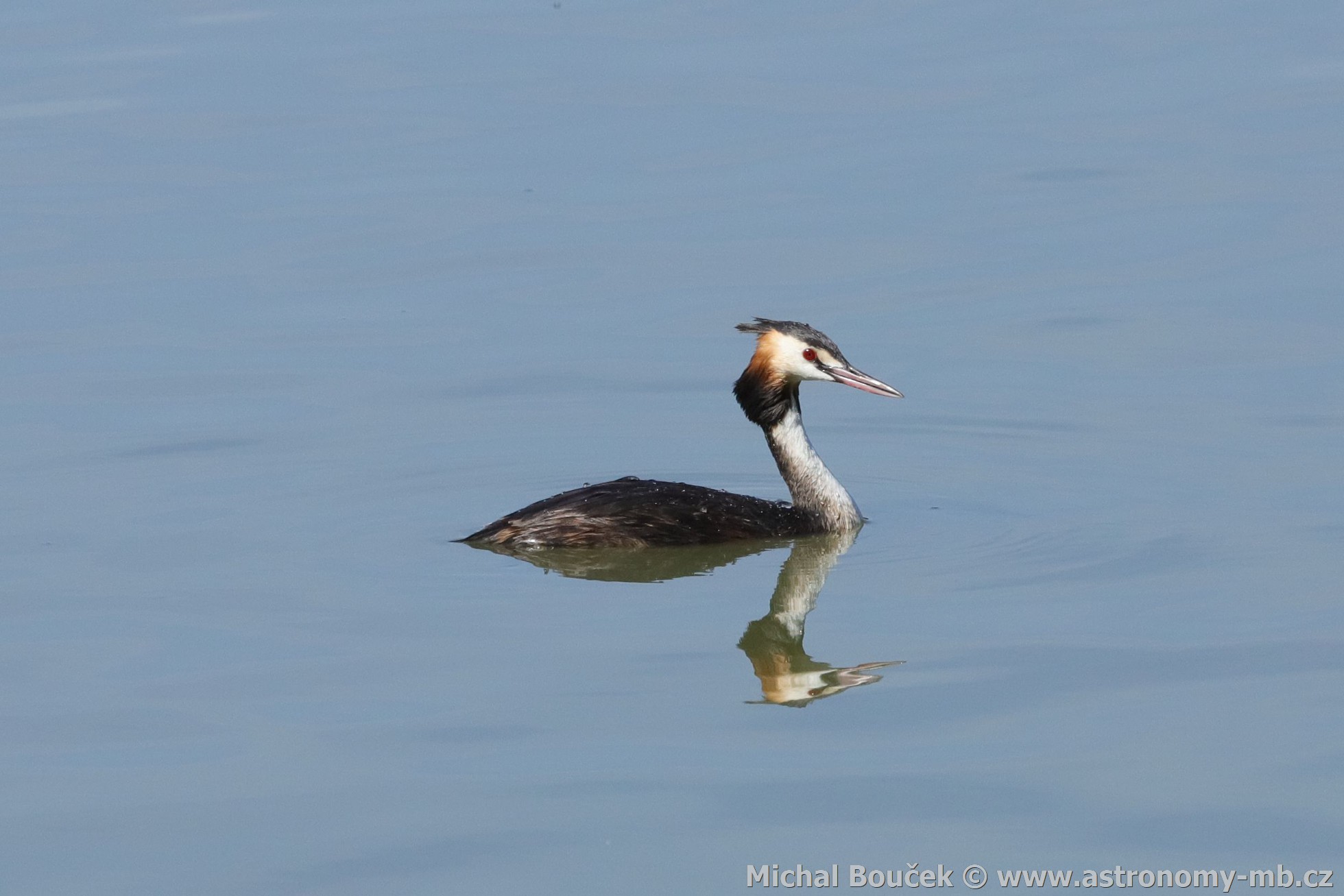 Potápka roháč (Podiceps cristatus) Potápka roháč (Podiceps cristatus)