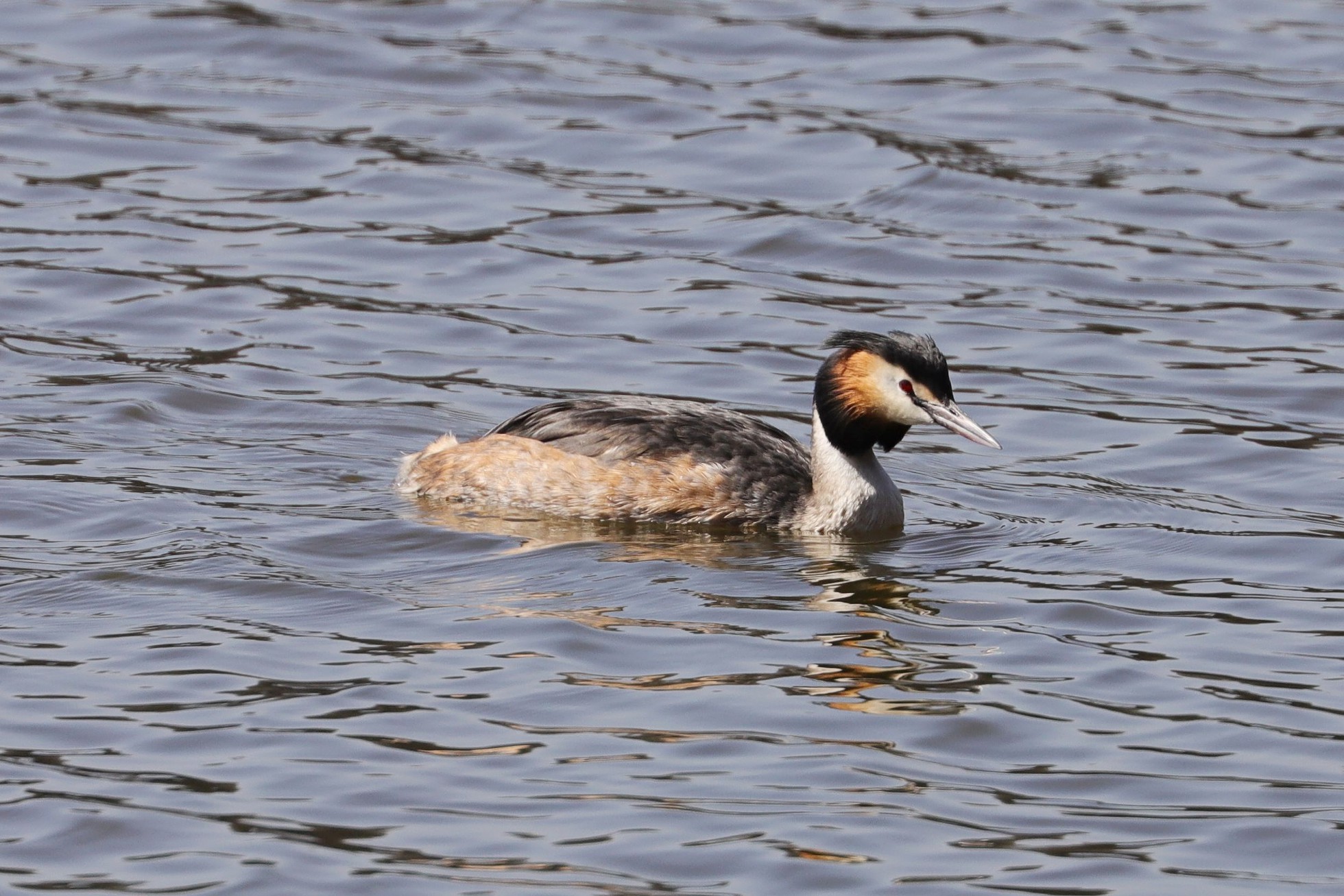 Potápka roháč (Podiceps cristatus) Potápka roháč (Podiceps cristatus)