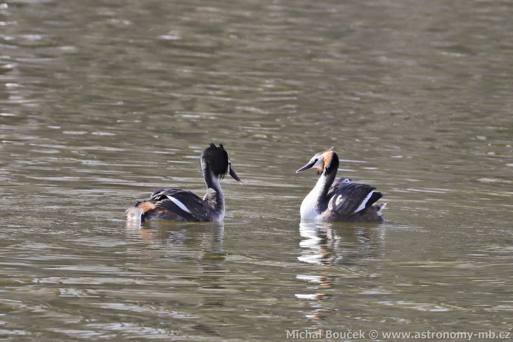Potápka roháč (Podiceps cristatus) Potápka roháč (Podiceps cristatus)