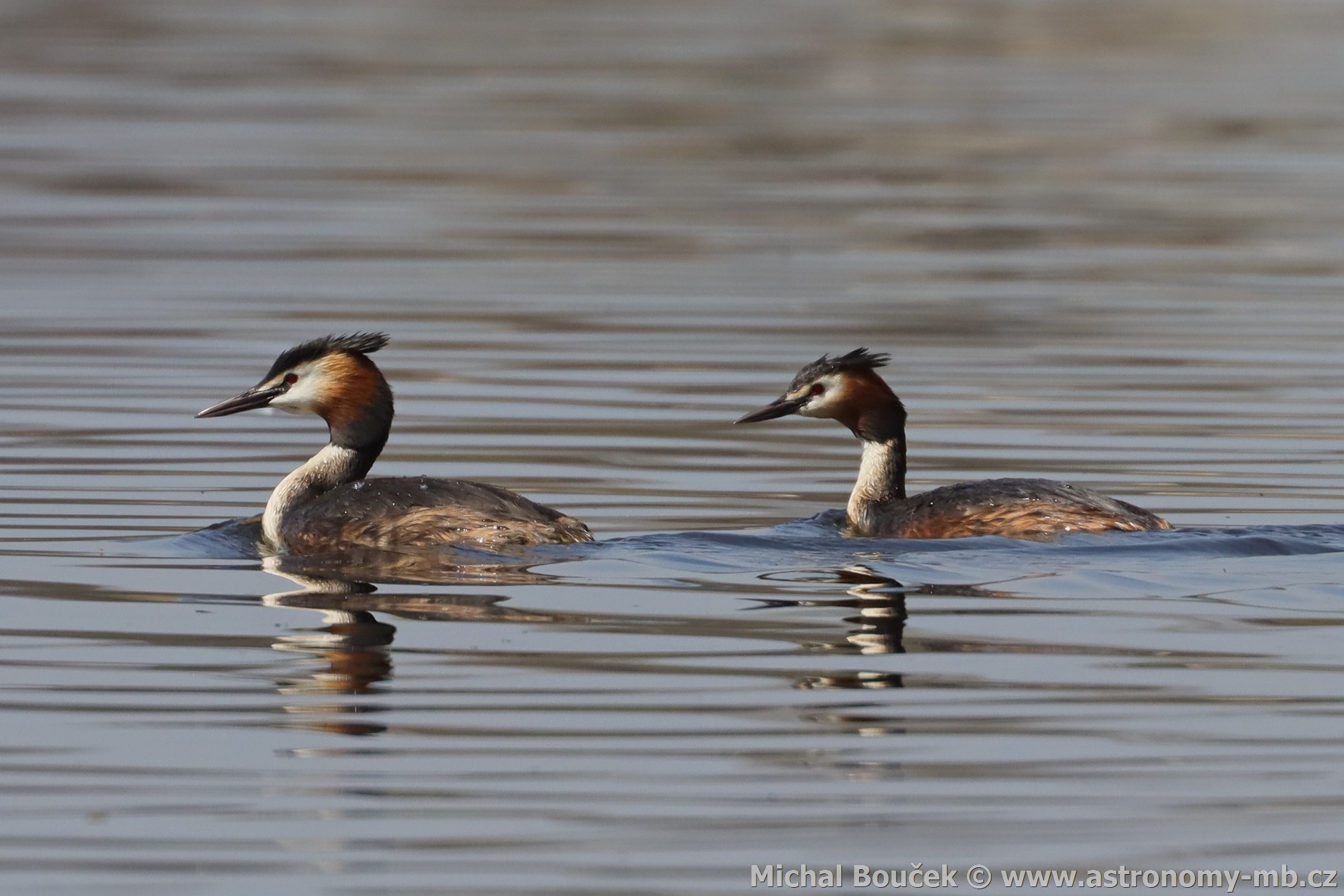 Potápka roháč (Podiceps cristatus) Potápka roháč (Podiceps cristatus)