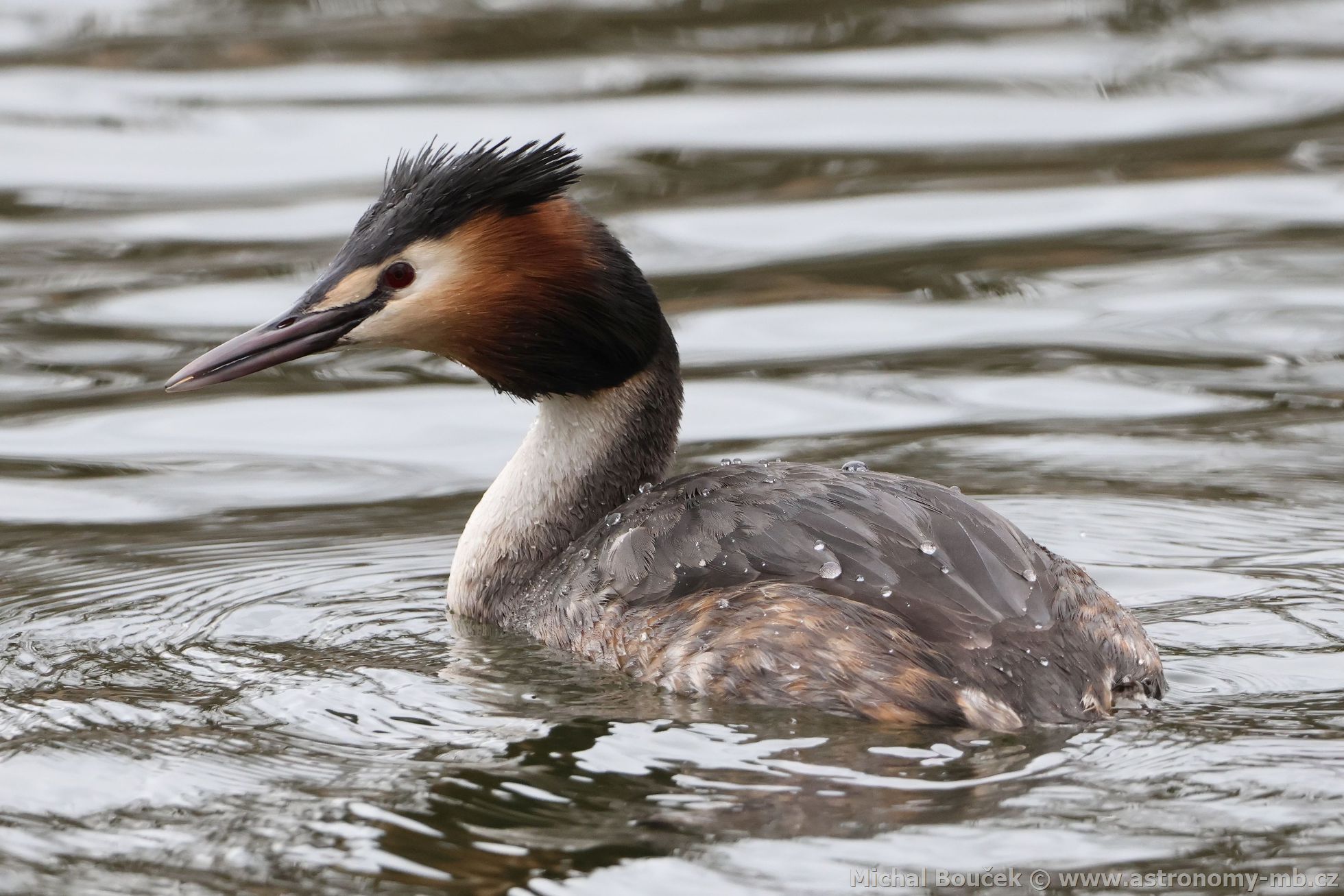 Potápka roháč (Podiceps cristatus) Potápka roháč (Podiceps cristatus)