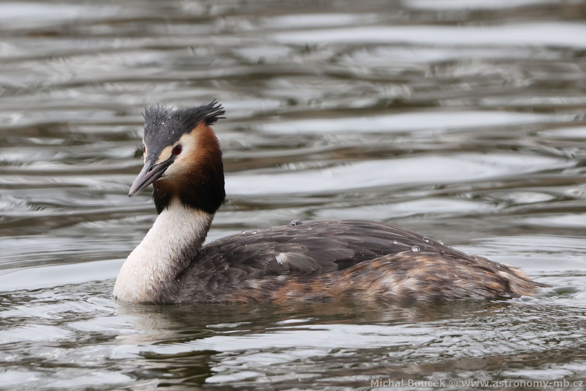 Potápka roháč (Podiceps cristatus) Potápka roháč (Podiceps cristatus)