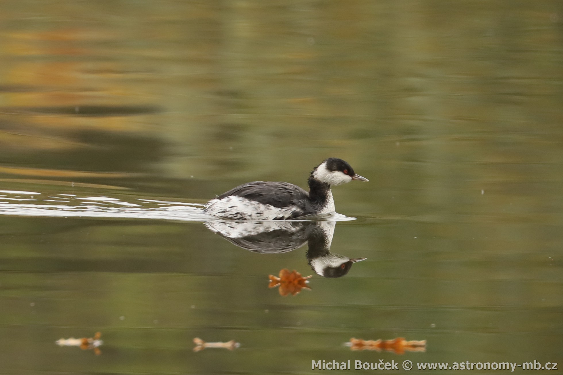 Potápka žlutorohá (Podiceps auritus) Potápka žlutorohá (Podiceps auritus)