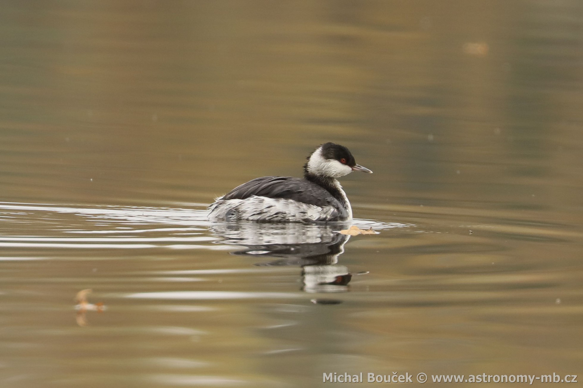 Potápka žlutorohá (Podiceps auritus) Potápka žlutorohá (Podiceps auritus)