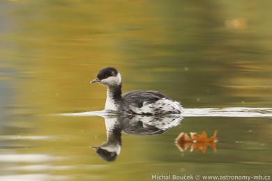 Potápka lutorohá (Podiceps auritus) Potápka lutorohá (Podiceps auritus)