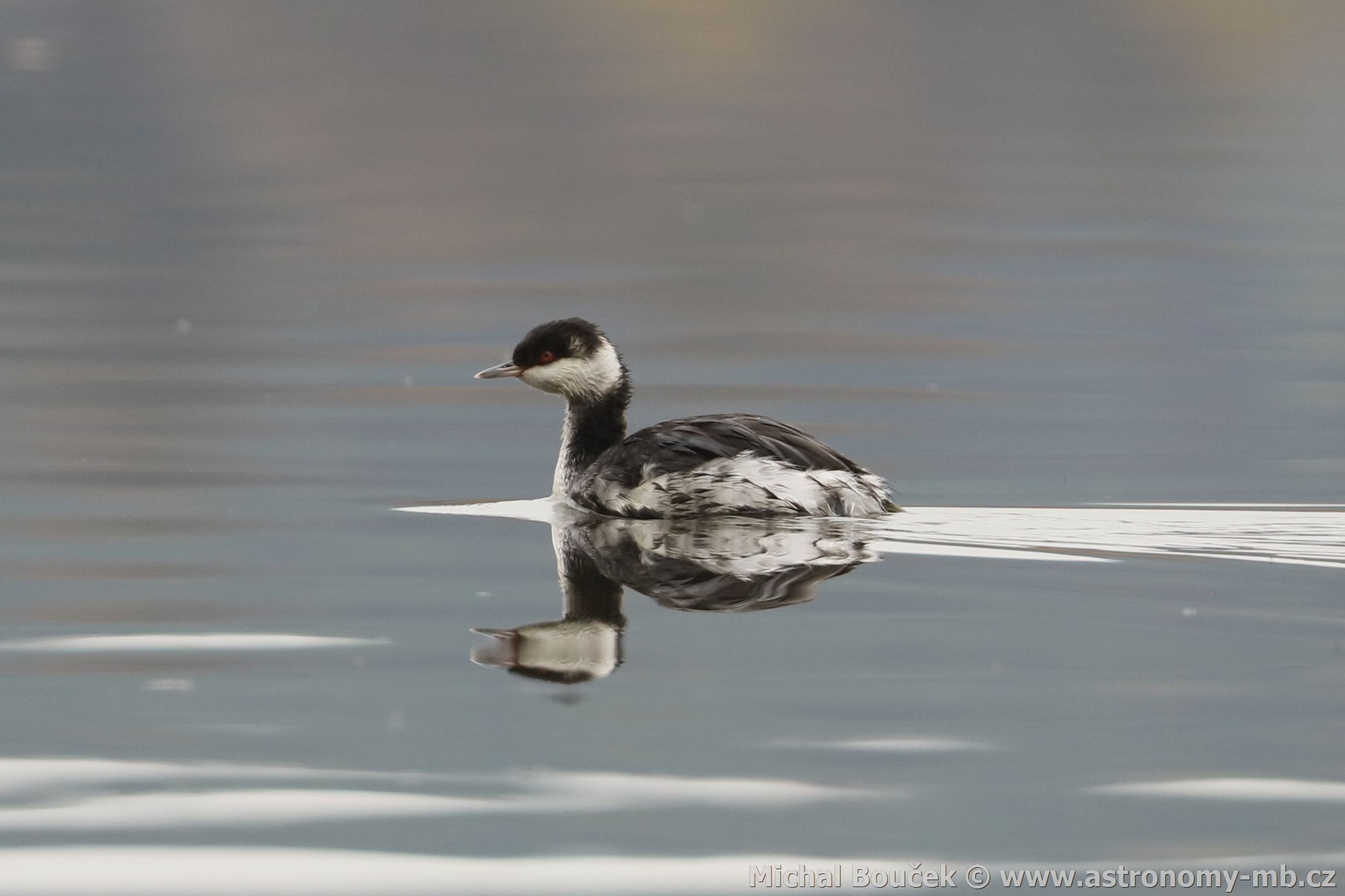 Potápka žlutorohá (Podiceps auritus) Potápka žlutorohá (Podiceps auritus)