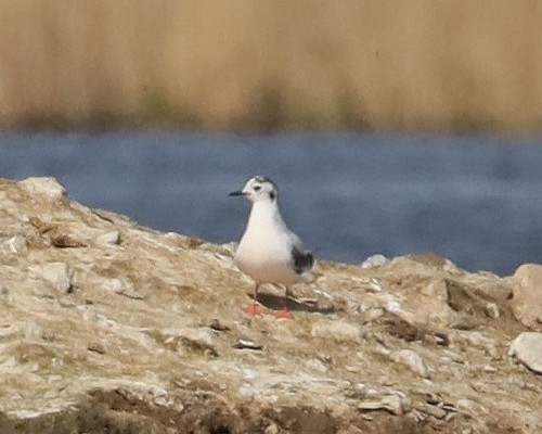Racek malý (Hydrocoloeus minutus)
