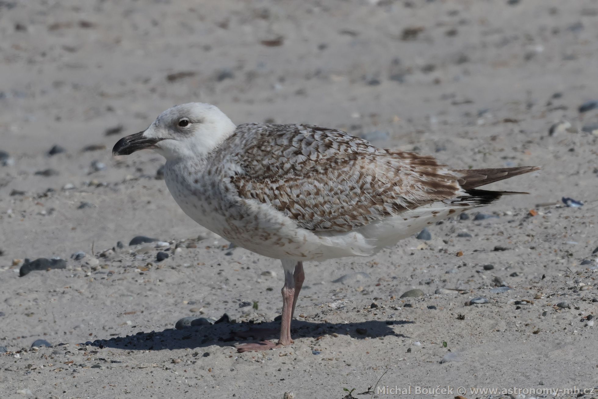 Racek moský (Larus marinus)