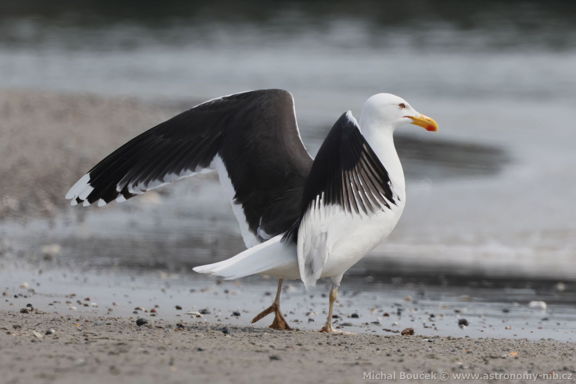 Racek moský (Larus marinus)