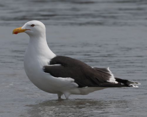 Racek moský (Larus marinus)