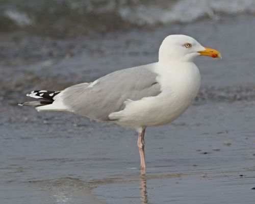 Racek stíbitý (Larus argentatus)