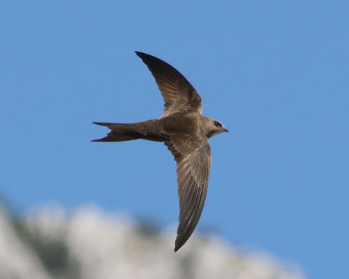 Rorýs šedohndý (Apus pallidus)