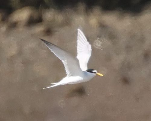 Rybák malý (Sternula albifrons)