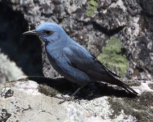 Skalník modrý (Monticola solitarius)