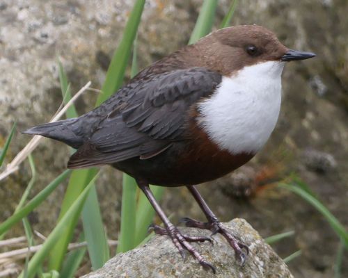 Skorec vodní (Cinclus cinclus)