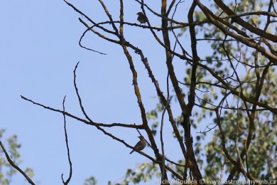 Skřivan lesní (Lullula arborea) Skřivan lesní (Lullula arborea)