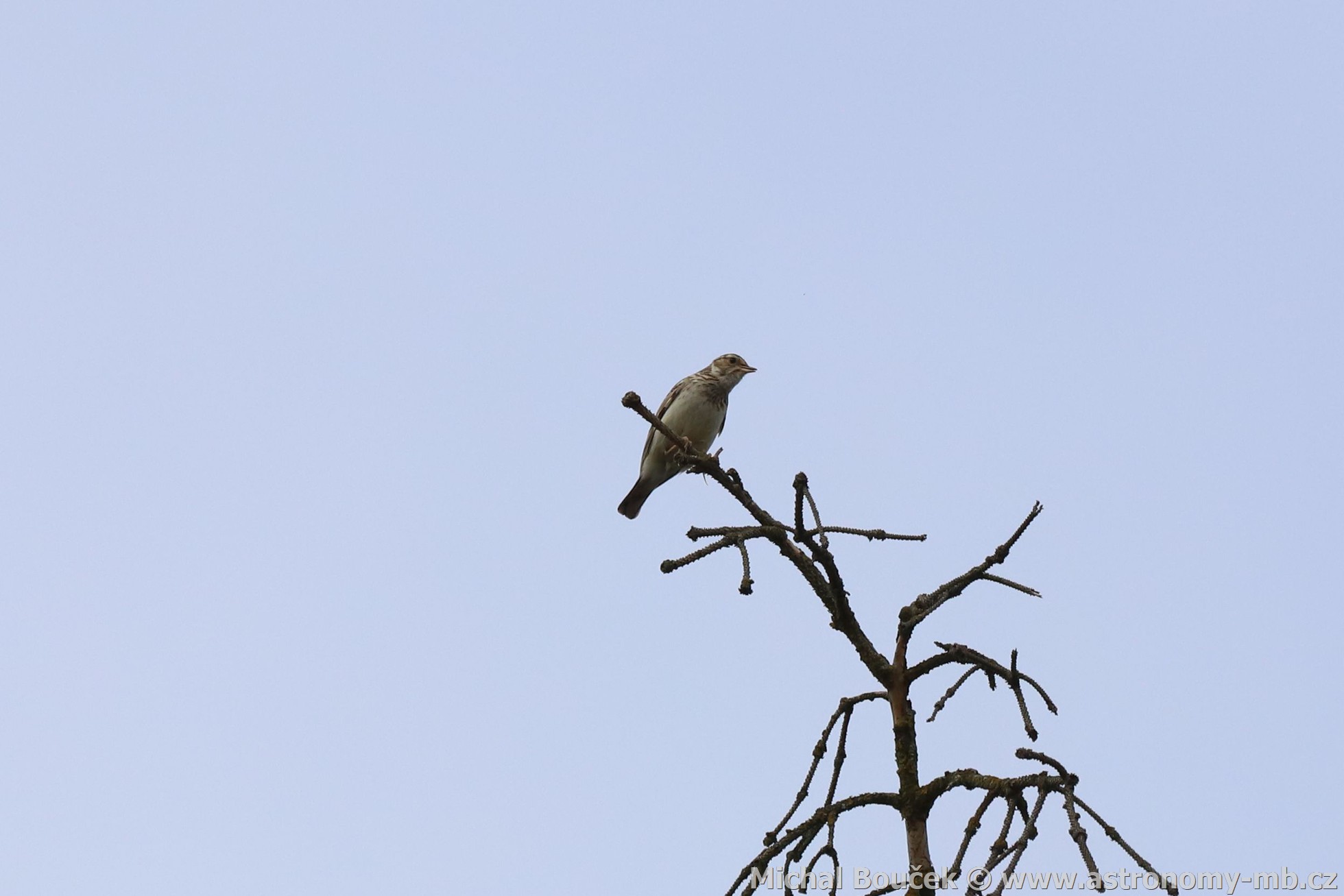 Skřivan lesní (Lullula arborea) Skřivan lesní (Lullula arborea)