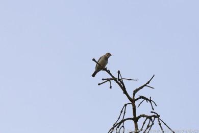 Skřivan lesní (Lullula arborea) Skřivan lesní (Lullula arborea)
