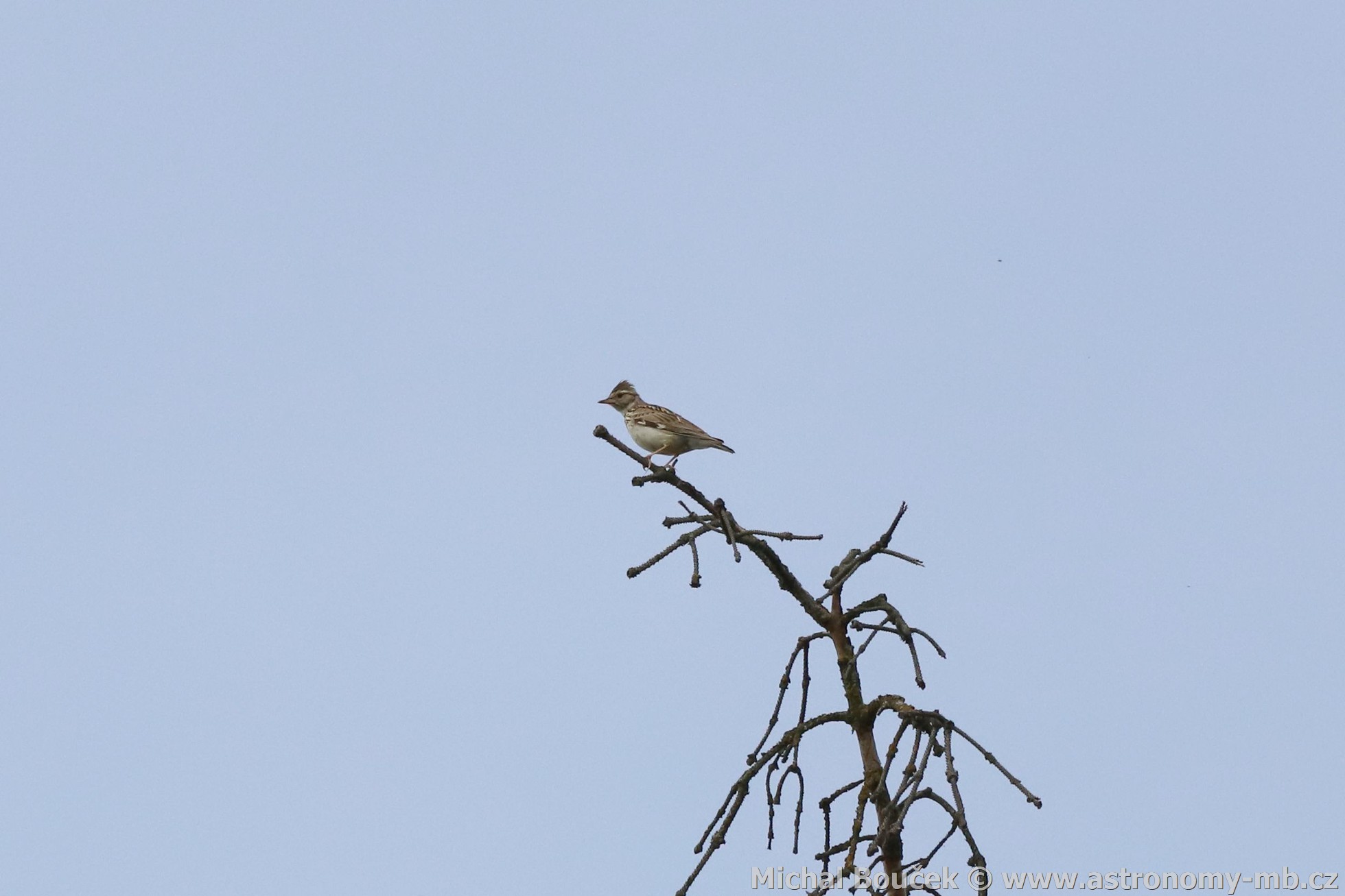 Skřivan lesní (Lullula arborea) Skřivan lesní (Lullula arborea)
