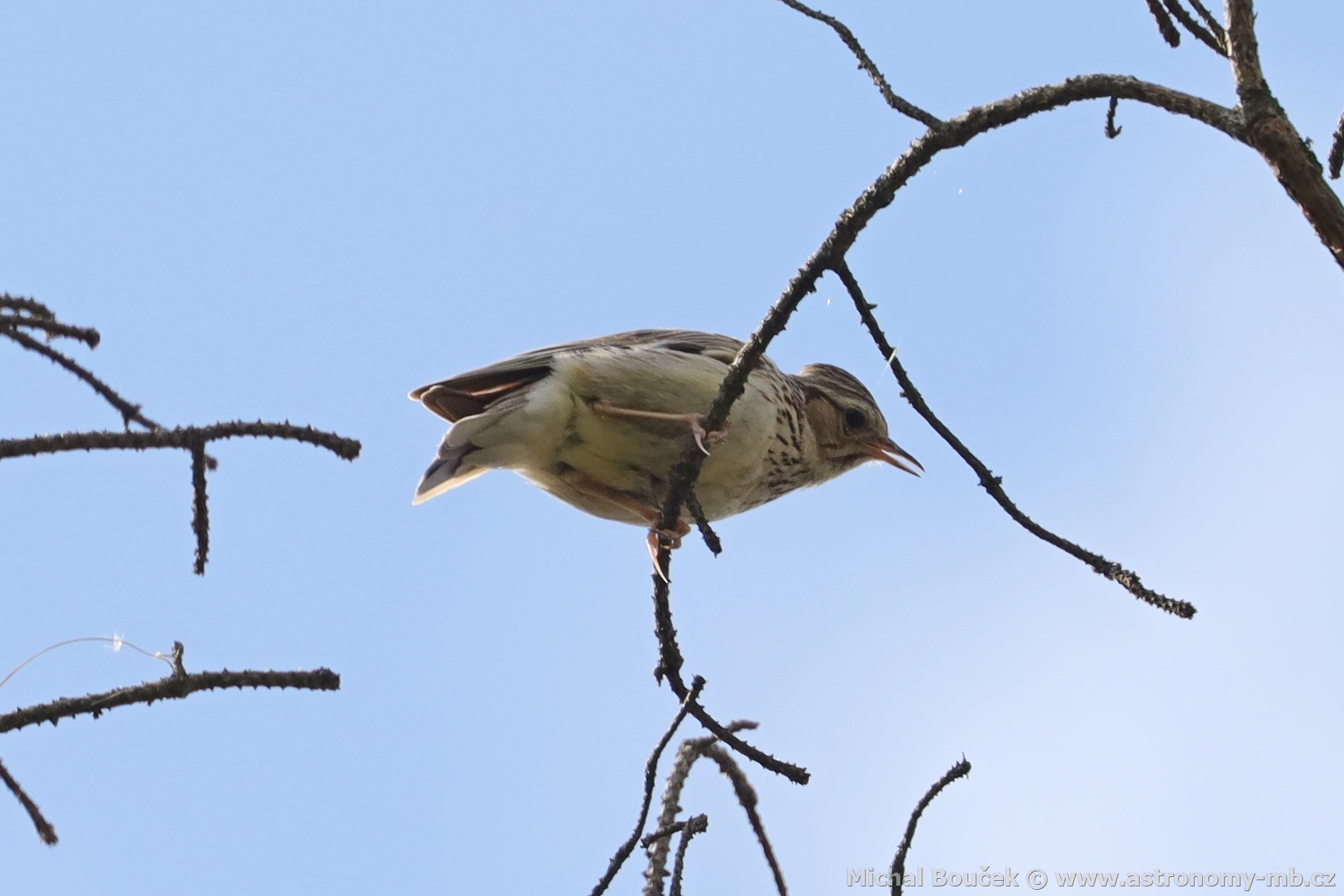 Skřivan lesní (Lullula arborea) Skřivan lesní (Lullula arborea)