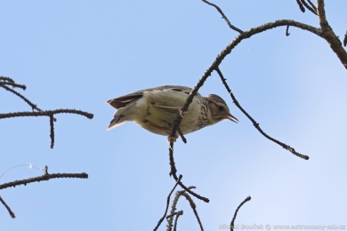 Skřivan lesní (Lullula arborea) Skřivan lesní (Lullula arborea)