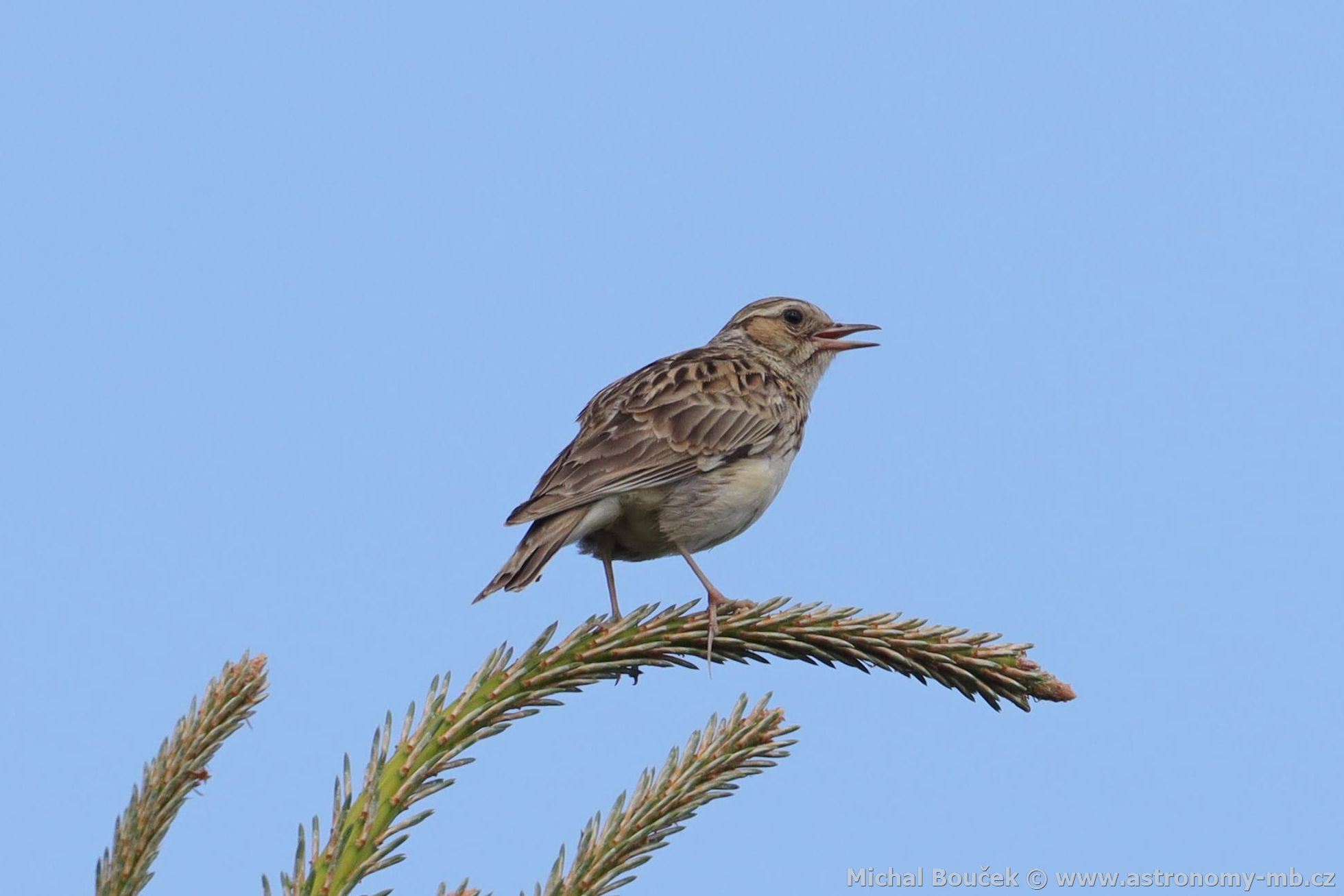 Skřivan lesní (Lullula arborea) Skřivan lesní (Lullula arborea)