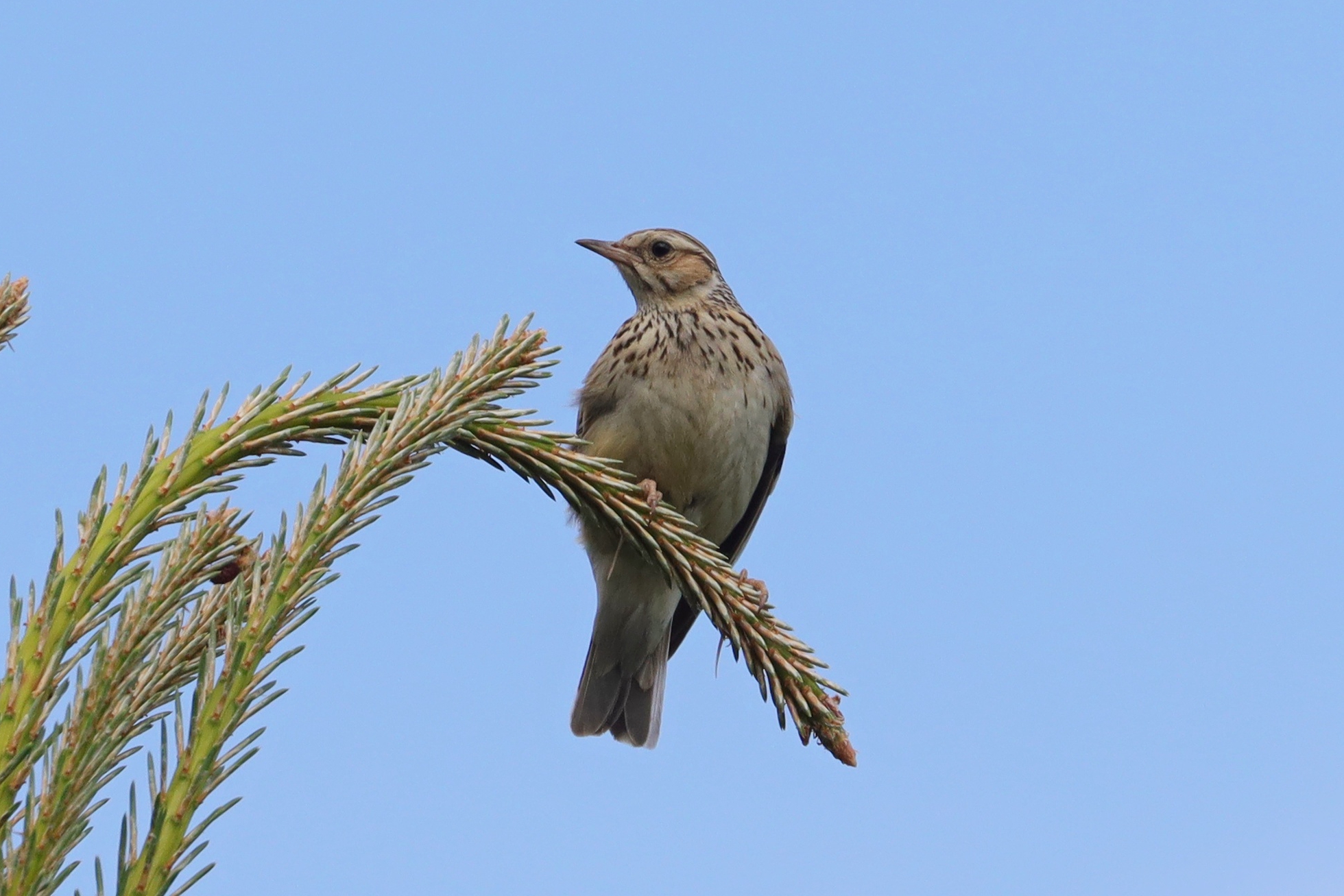 Skřivan lesní (Lullula arborea) Skřivan lesní (Lullula arborea)