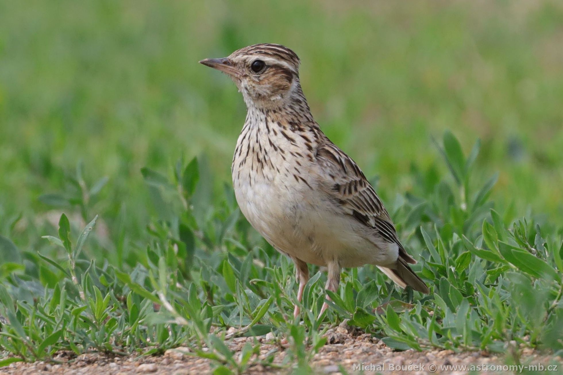Skřivan lesní (Lullula arborea) Skřivan lesní (Lullula arborea)