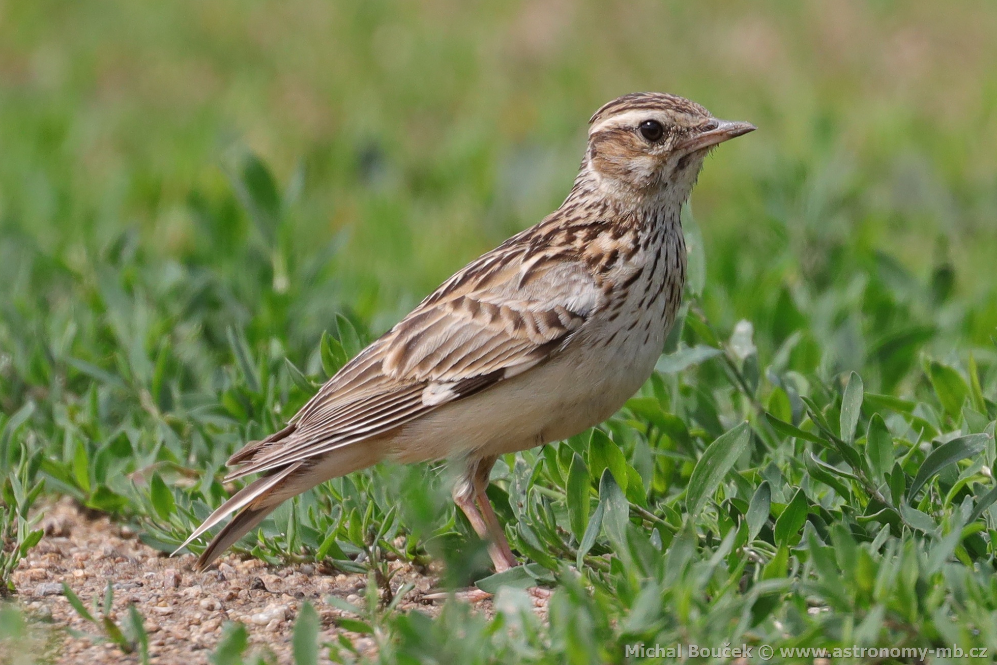 Skřivan lesní (Lullula arborea) Skřivan lesní (Lullula arborea)