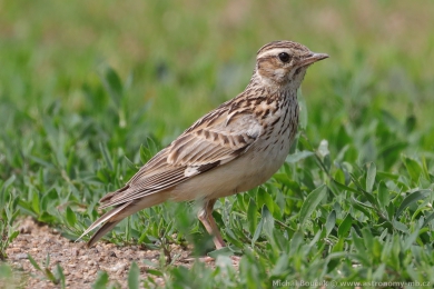 Skřivan lesní (Lullula arborea) Skřivan lesní (Lullula arborea)